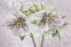 USA, Washington State, Seabeck. Close-up of hellebore blossoms. Art Print